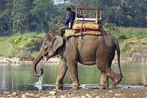 elefante-indiano