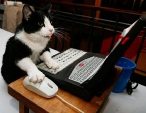 gatto-al-computer
