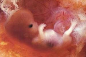 gravidanza-lo-sviluppo-del-feto-nei-primi-tre-mesi_b2bd4d9e54b57fd10dfe7115f59a36db