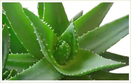L’aloe vera e le sue proprietà cosmetiche