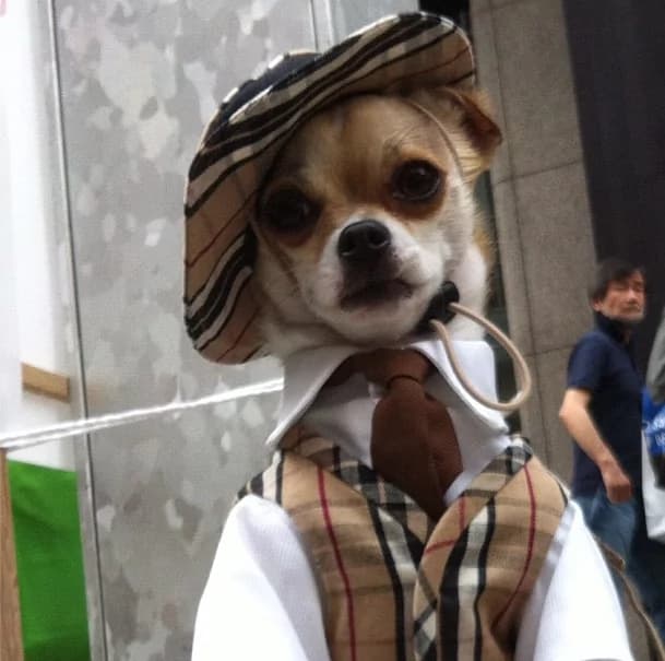 Ecco a voi Montjiro: il chihuahua meglio vestito con 4.700 followers su Instagram!