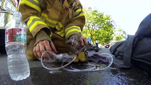 Video di vigile del fuoco che salva gattino da un incendio diventa virale in poche ore (VIDEO)