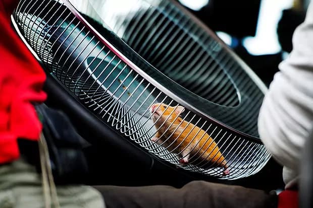 Criceto guida un camion (VIDEO)