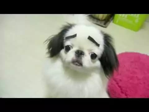 I cani con le sopracciglia [VIDEO]