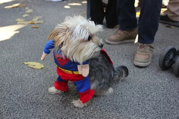 I cani in costume per la parata di Halloween a New York [FOTO]