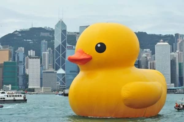 La paperella gialla che viaggia attraverso il mondo (FOTO)
