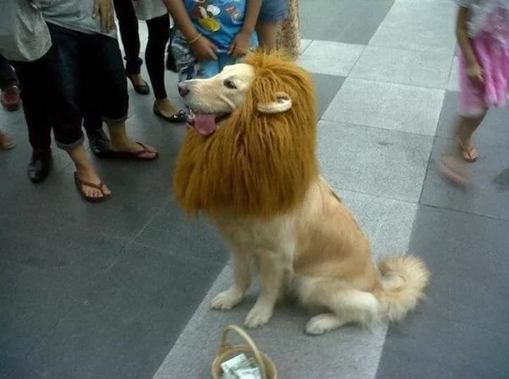 Lion dog, il cane leone