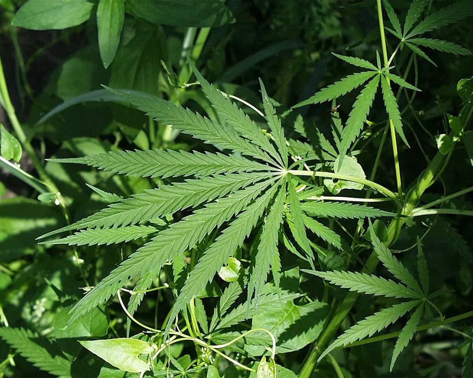 Uruguay, legalizzata marijuana per combattere il narcotraffico