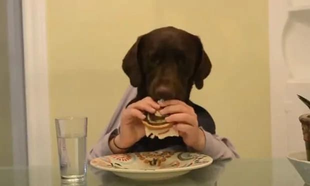 Il cane che si veste, mangia e si lava i denti come gli esseri umani (FOTO e VIDEO)