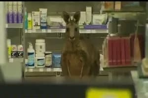 Canguro entra in una farmacia (VIDEO)