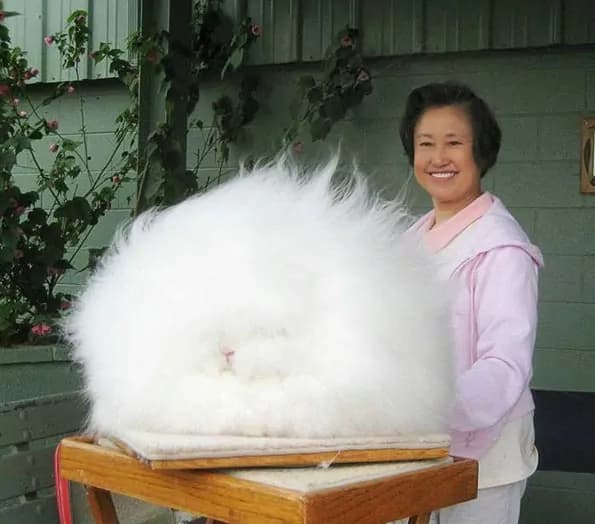 L’animaletto più soffice del mondo: il coniglio d’Angora [FOTO]