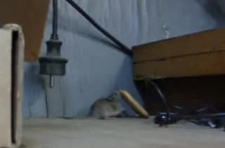 Ce la posso fare! Ce la posso fare! Il topino e il cracker [VIDEO]