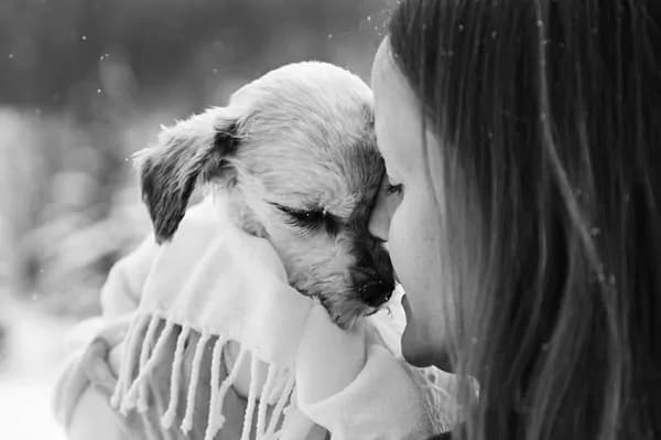 Le foto adorabili dei cani in fin di vita e dei loro padroni
