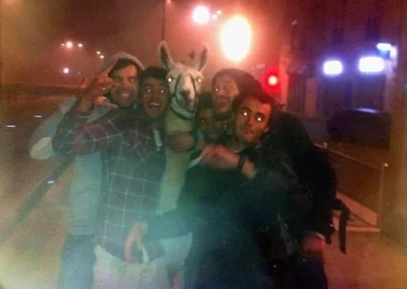Rubano un lama e lo portano in giro in tram, le FOTO!