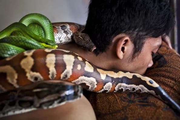 Indonesia, i massaggi coi pitoni per alleviare lo stress [FOTO]