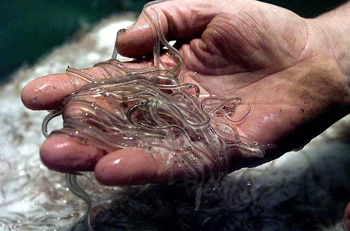 Nella vasca con le anguille per esfoliare la pelle, gli esperti lanciano l’allarme [FOTO]