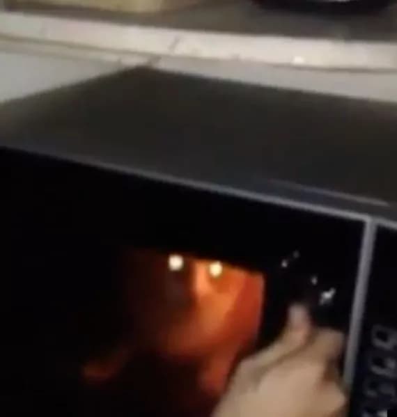 Mettono il gatto nel microonde e pubblicano il video su Facebook [VIDEO]