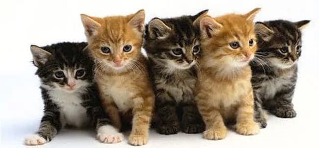 Liberati migliaia di gatti destinati ai ristoranti