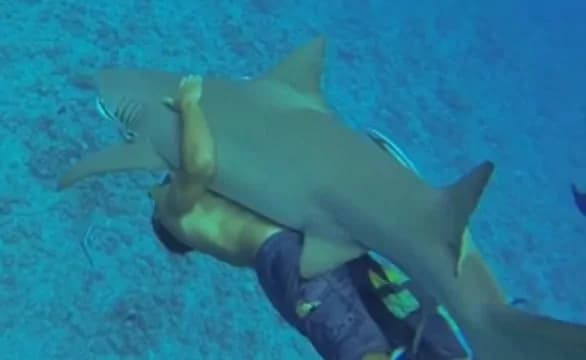 Turista incosciente abbraccia squalo mentre fa snorkeling
