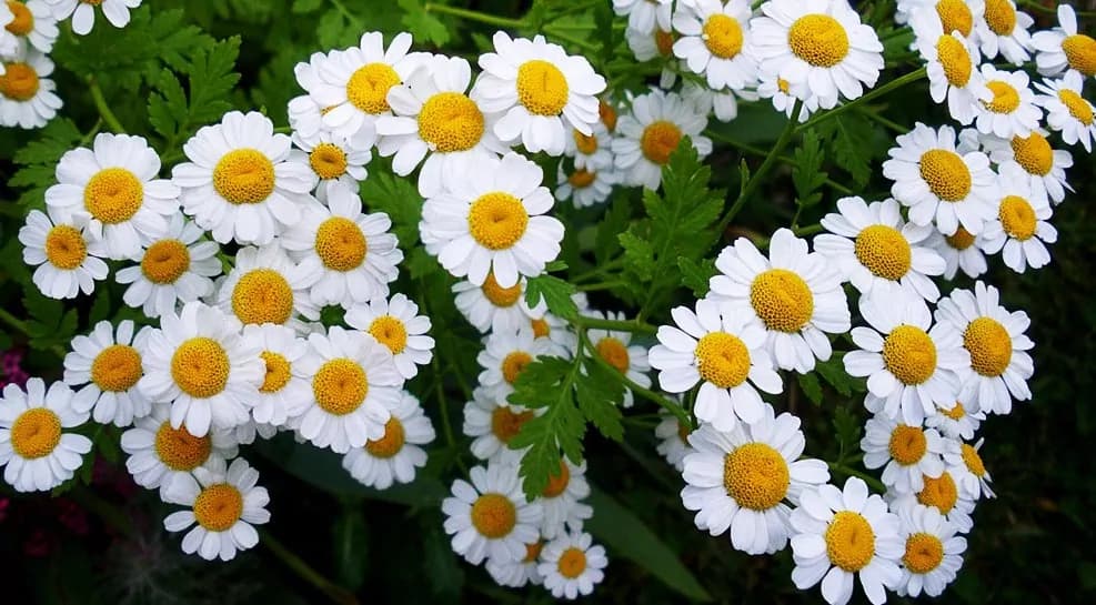 Camomilla: un’erba officinale dalle infinite proprietà terapeutiche e cosmetiche