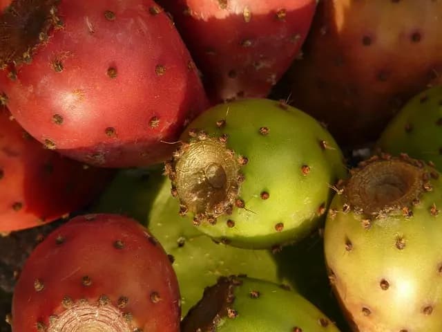 Fico d’India: un frutto coloratissimo, ricco di proprietà terapeutiche e cosmetiche