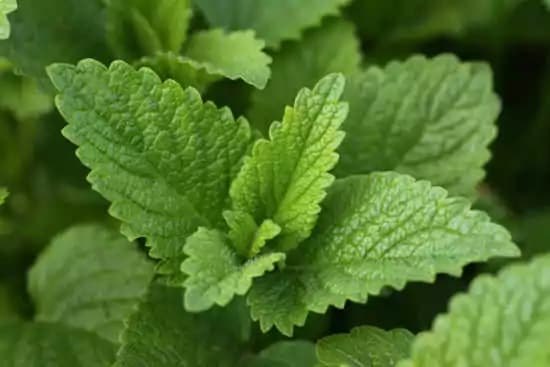 Le molteplici proprietà benefiche e cosmetiche della profumatissima menta