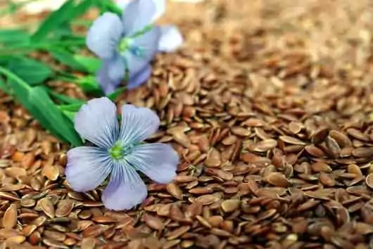 Semi di lino: gli straordinari poteri benefici e cosmetici di queste preziose perle di salute