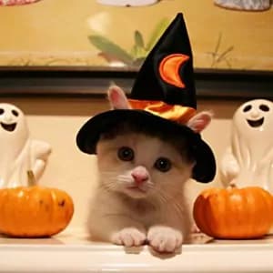 Halloween: travestimenti anche per i gatti [FOTO]