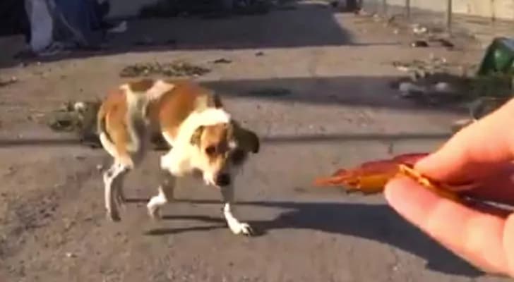 Cane abbandonato e investito: si rifugia nella spazzatura e viene salvato [VIDEO]