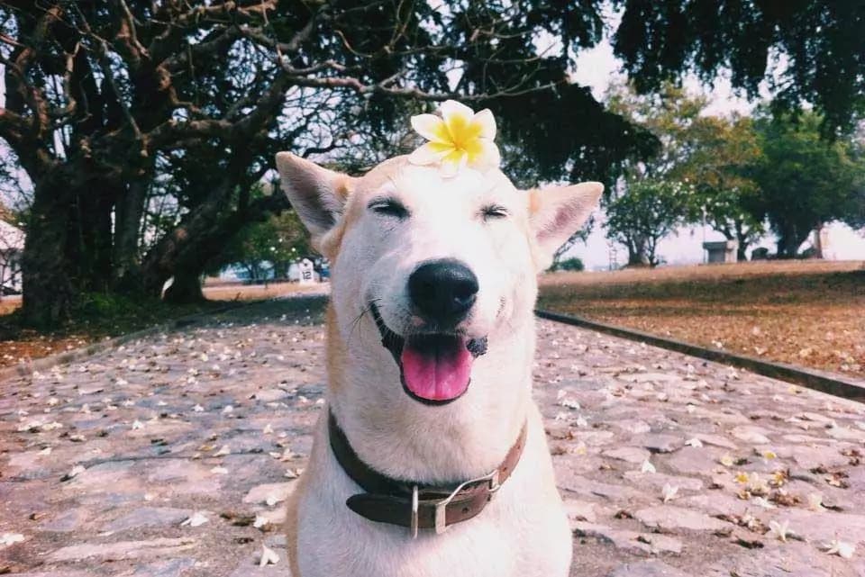 La dolce storia di Gluta, il cane più felice del mondo [FOTO]