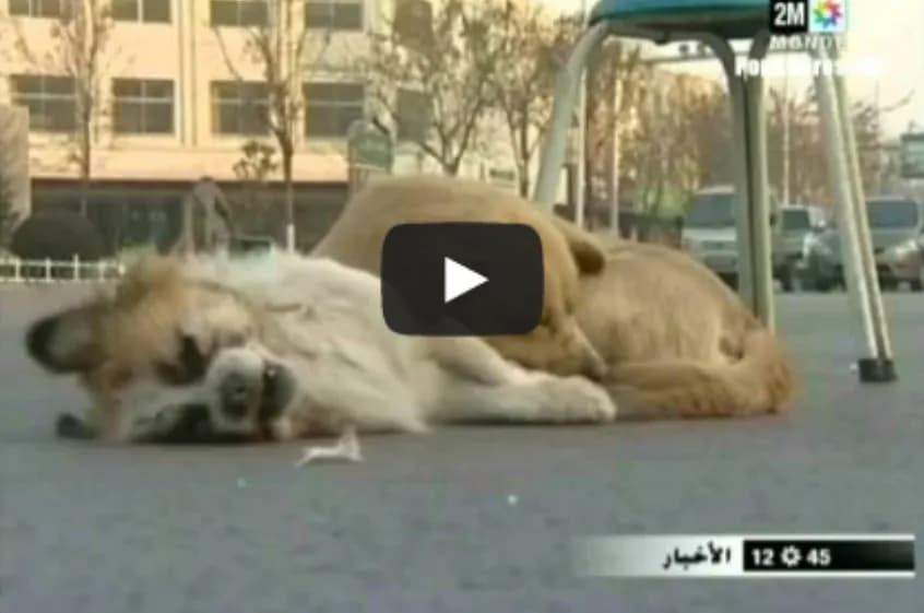 Cane dolcissimo, la compagna muore e lui non si arrende