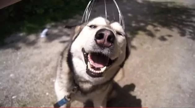 Silver: l’husky che sorride grazie al grattatesta [VIDEO]