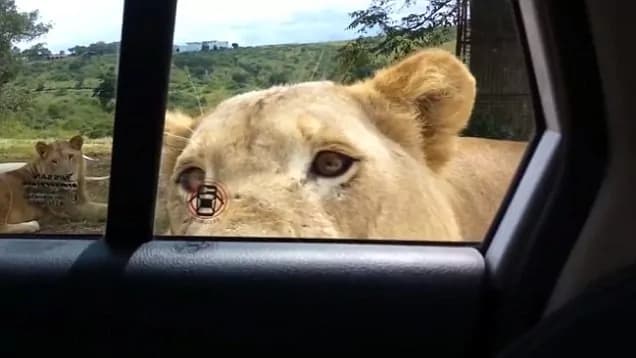 Attimi di panico durante un safari: leone apre la portiera della macchina [VIDEO]