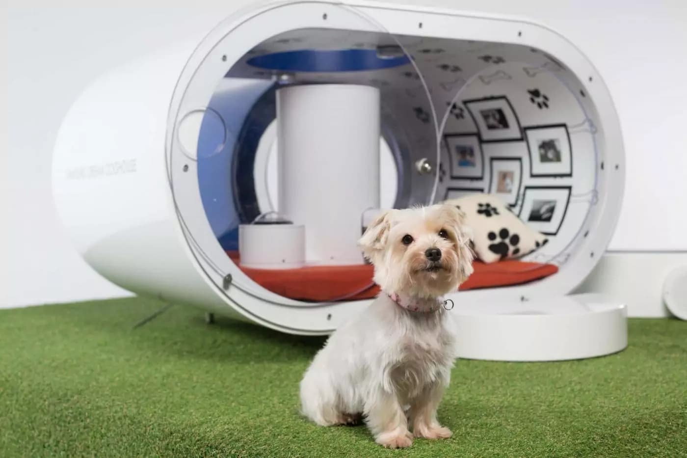 Samsung Dream Doghouse: la casa tecnologica per cani [FOTO e VIDEO]