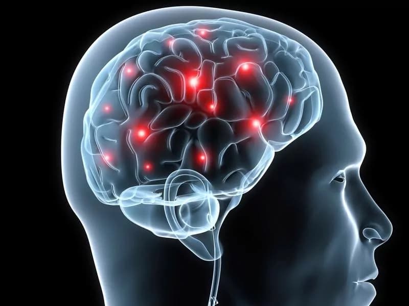 Il cervello si rigenera con il genoma “spazzatura”