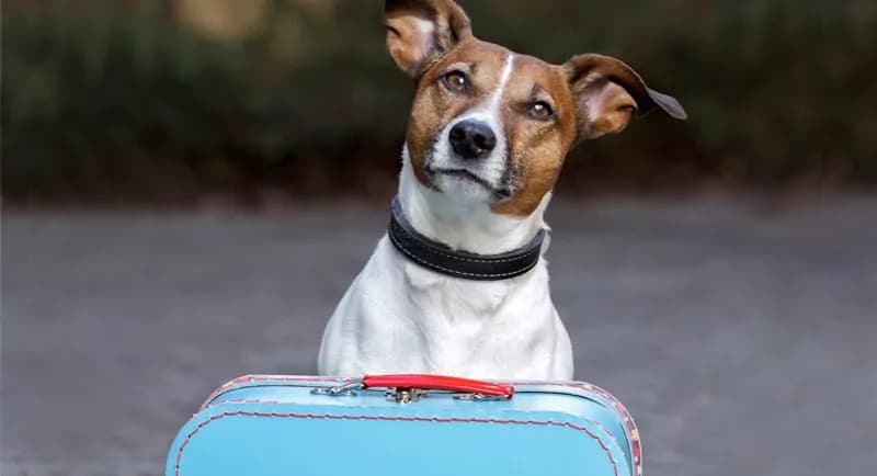 I 10 migliori Campeggi e Villaggi Pet Friendly