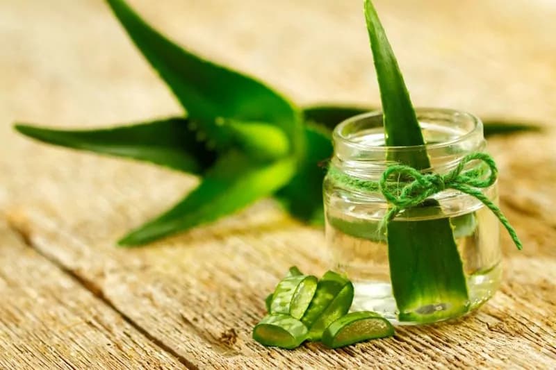 Aloe vera: usi e proprietà di una pianta portentosa