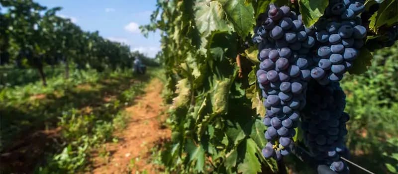 Sicilia: vitigni e ricette centenarie