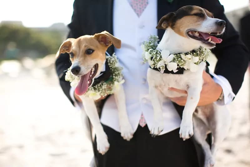 Wedding dog sitter, il servizio per avere con te il tuo amico a 4 zampe durante il tuo matrimonio