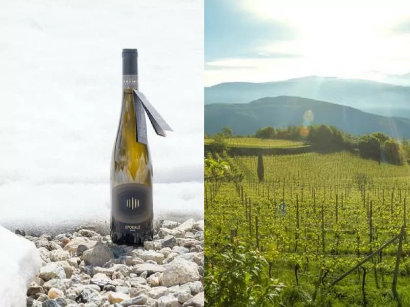 Cantina Tramin presenta Epokale, il Gewurztraminer degli avi