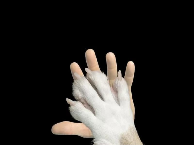 Enpa da appuntamento al 1 e 2 luglio nelle piazze italiane per dire no all’abbandono degli animali