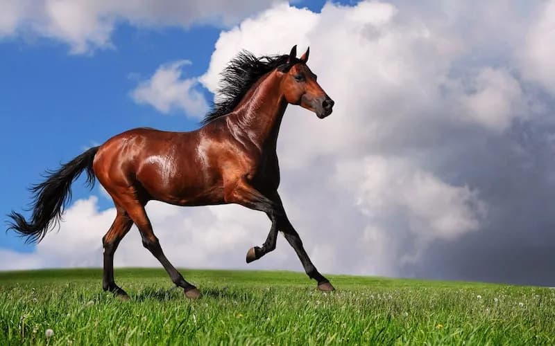I cavalli sanno riconoscersi allo specchio? Un nuovo studio risponde al quesito
