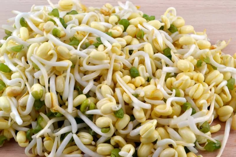 Sedanini ai pomodorini e germogli di soia, una ricetta facile e leggera