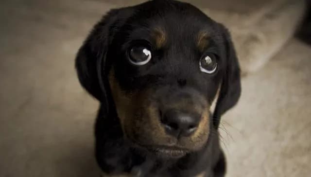 Animali: i cani fanno gli “occhi dolci” solo agli umani, lo studio