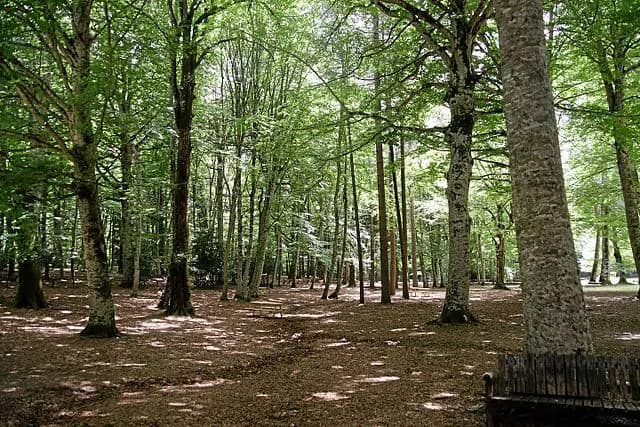 Salute: terme, forest therapy e cibo km zero per benessere psicofisico