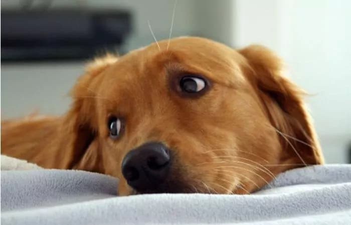 Anche i pet possono soffrire, ecco i campanelli d’allarme