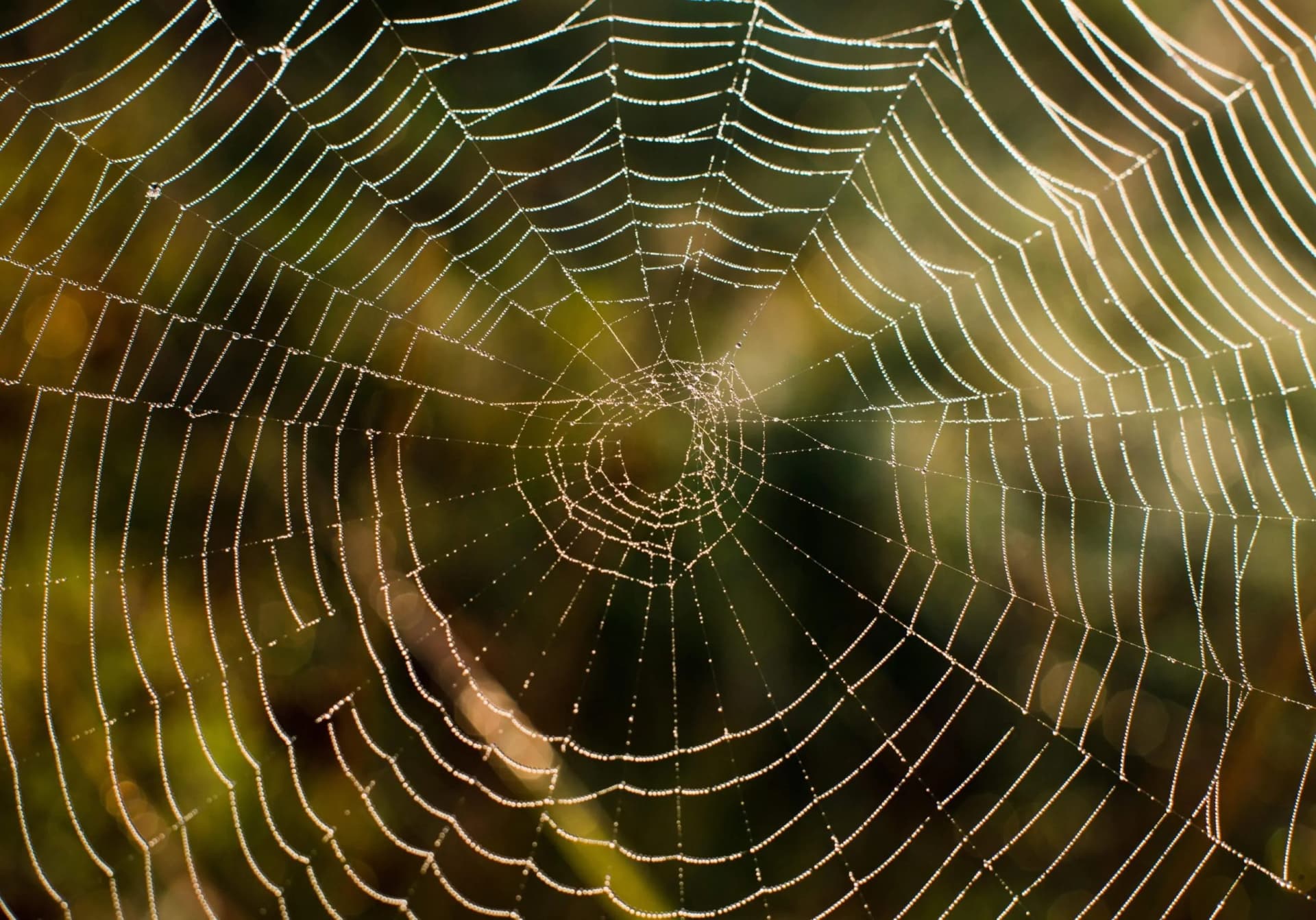 Ragni in casa? Niente panico! Consigli pratici e naturali per tenerli lontani