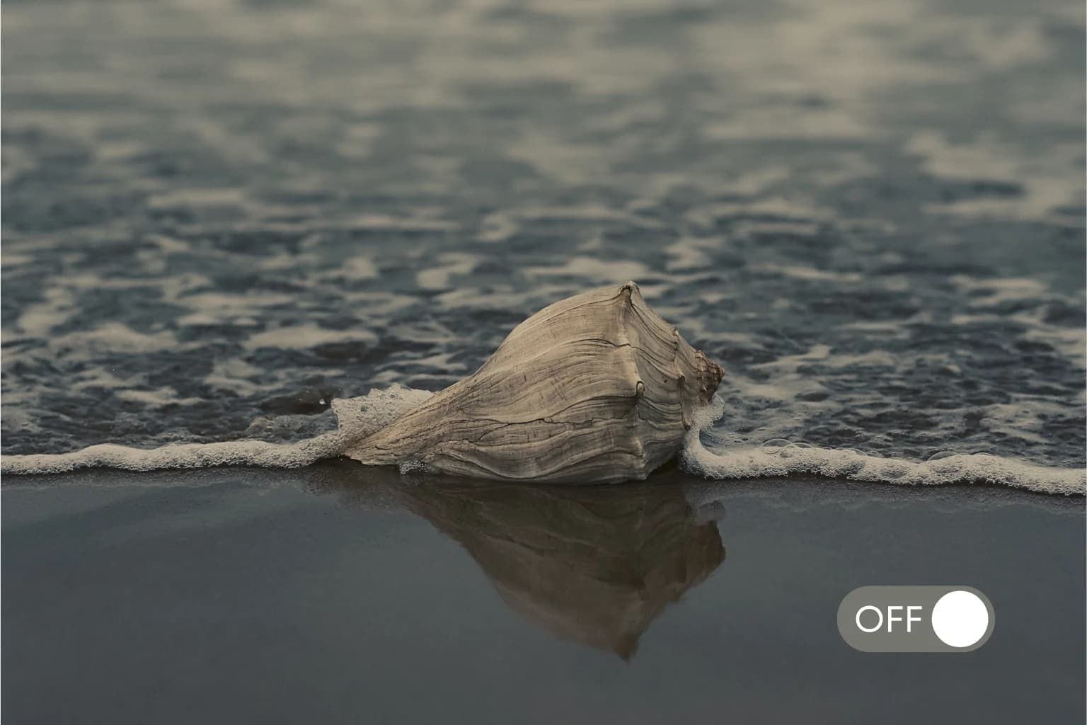 Shell Day: la nuova tendenza TikTok per staccare la spina