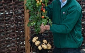 TomTato_TMHF-30_2682289b