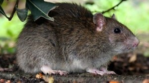 ratto